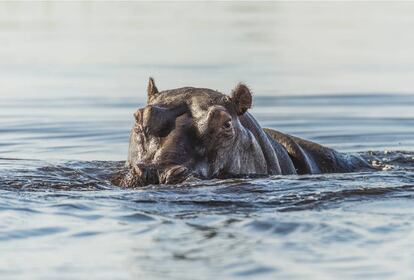 Un hipopótamo en un lago de Botsuana.