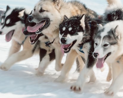 Todos los trineos de perros están tirados por una raza de perro autóctona (‘Kalaallit Qimmiat’). En Groenlandia los perros no son mascotas sino fuerza de trabajo.