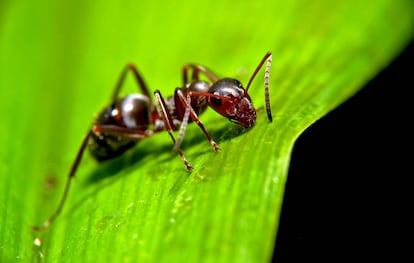 As formigas são vítimas de alguns dos parasitas mais impiedosos do planeta