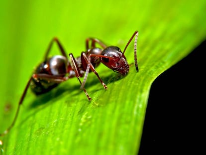 As formigas são vítimas de alguns dos parasitas mais impiedosos do planeta