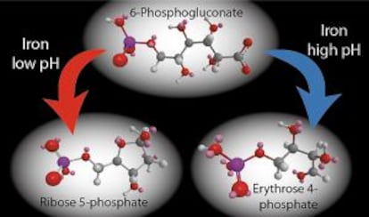 Una de las reacciones del metabolismo primitivo; a la izquierda, a bajo pH se forma ribosa, un componente de los genes; a la derecha, a alto pH se forma eritrosa, precursor de las proteínas.