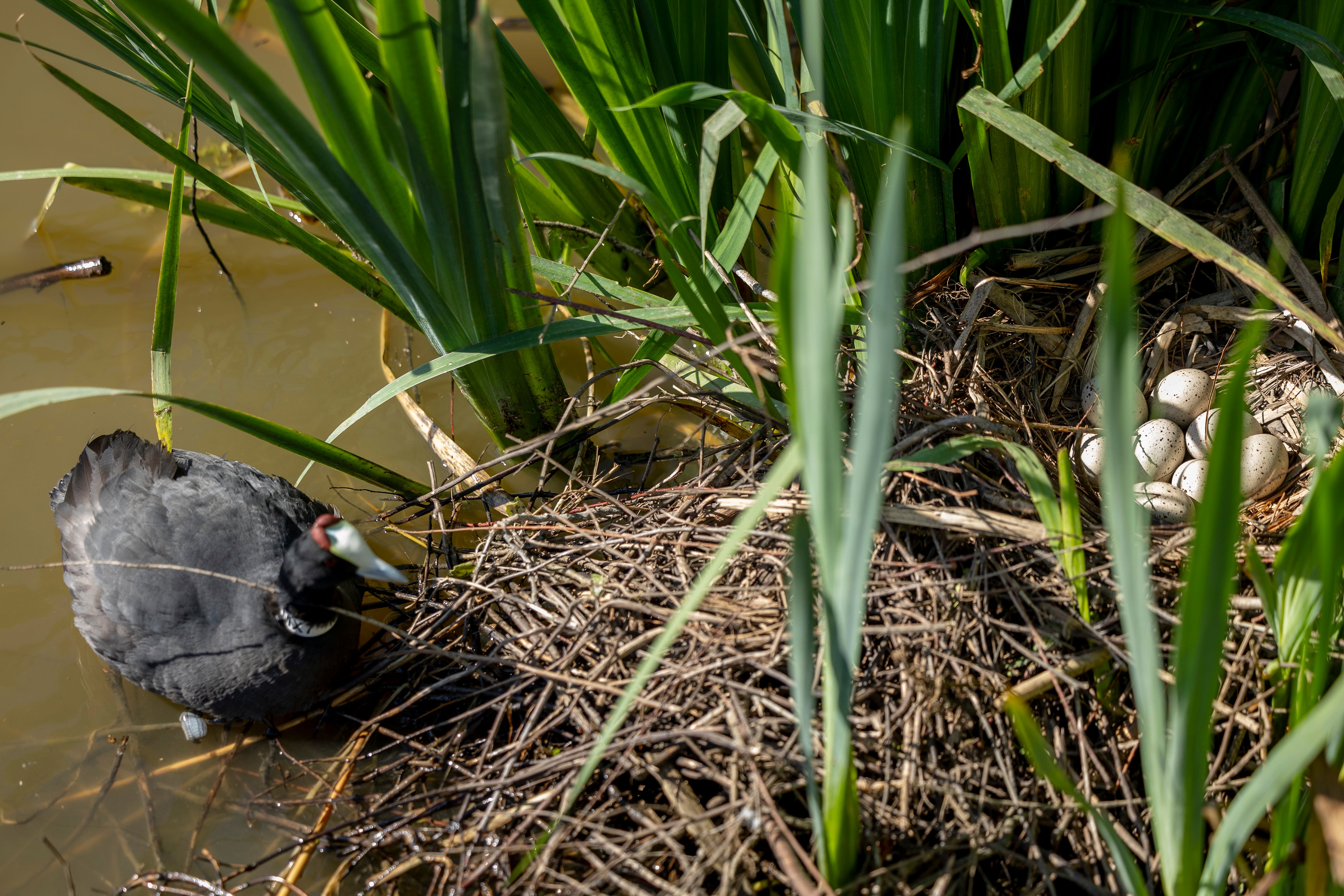 Ejemplar de focha cornuda, especie recuperada e La Cañada de los Pájaros, junto al nido.