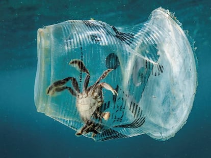 Un cangrejo permanece atrapado en un vaso de plástico en el mar en el Pasaje de Isla Verde en Filipinas el pasado 7 de marzo de 2019.