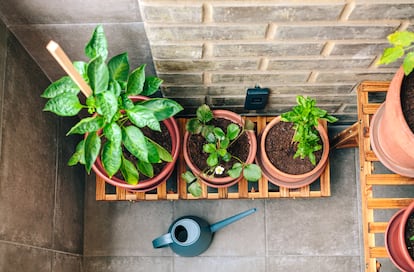 Consejos para cuidar las plantas en verano