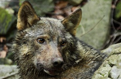 Un lobo en Eslovenia.