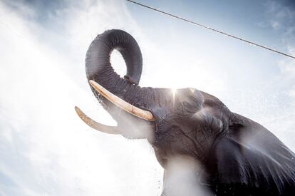 Varios bomberos rocían con agua a un elefante del circo Arene en Gillele (Dinamarca).