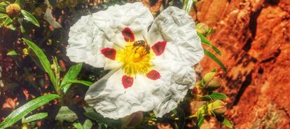 Flor de jara común (Cistus ladanifer).