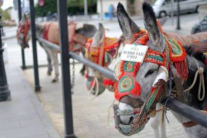 Stalls for the donkey rides in the center of Mijas.