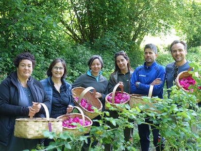 El equipo de Carmen Martínez ha dedicado los últimos cuatro años a estudiar las condiciones óptimas de cultivo y cosecha de la Rosa Narcea. Foto cedida por Carmen Martínez (CSIC).