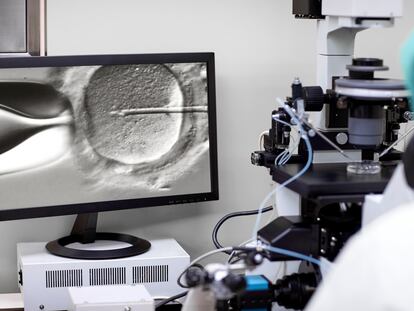 A researcher observing the fertilization of an egg under a microscope.