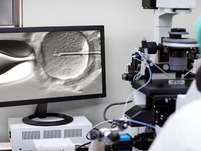 Un investigador observando en un microscopio la fecundación de un óvulo.