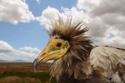 El alimoche es el más pequeño de los buitres ibéricos