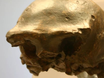 Um dos crânios de ‘Homo erectus’ encontrados na ilha de Java.