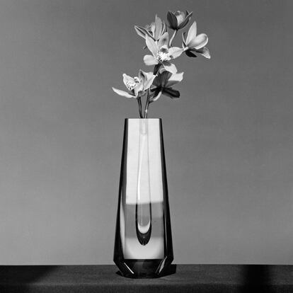  

	Robert Mapplethorpe
	Orchid, 1982