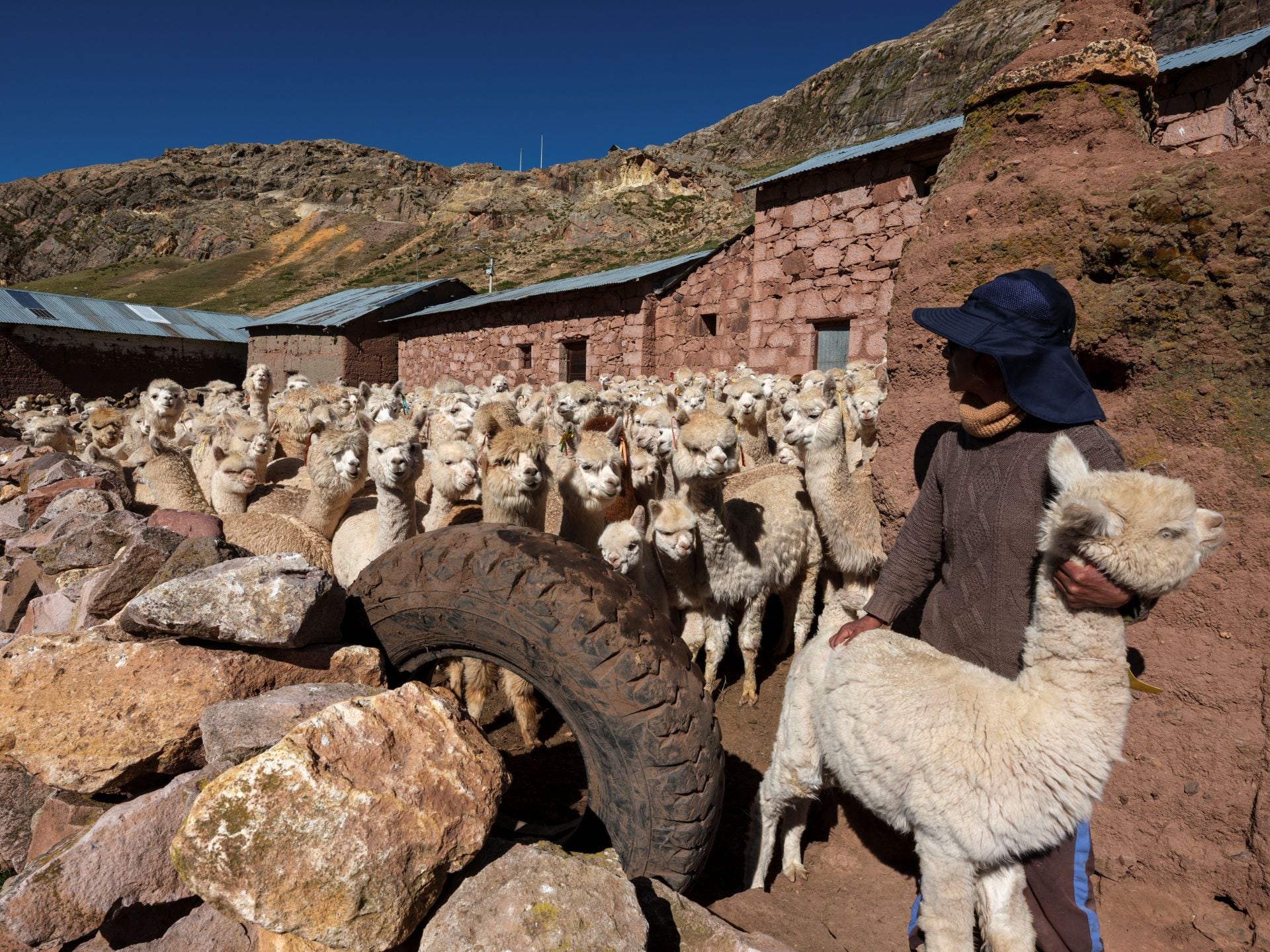 Janeth Quispe cría alpacas en la comunidad indígena de Carhuancho.