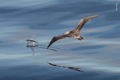 Sue Forbes - 'Wildlife Photographer of the Year'