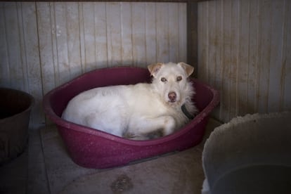 Un perro descansa dentro de su cesta. En el refugio escuela viven más  de cincuenta perros y varios gatos.