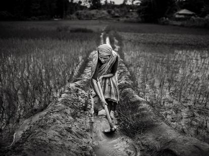 Una campesina trabaja en las inmediaciones del campo de refugiados de Kutupalong (Bangladés). "Cada semana pasan unos 7.000 y no se sabe qué va a ocurrir", apunta María Simón, de Médicos sin Fronteras. "Los viejos refugiados y los nuevos están mezclados. Se intenta que las familias estén juntas porque está claro que van a permanecer en este país meses". Las necesidades, arguye, son de todo tipo: abrigo, comida, agua, saneamiento, medicinas. Por suerte, Bangladés mantiene una política "de brazos abiertos" frente a la opacidad birmana.