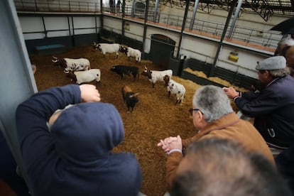 Los toros de la ganadería gaditana de Vejer de la Frontera.