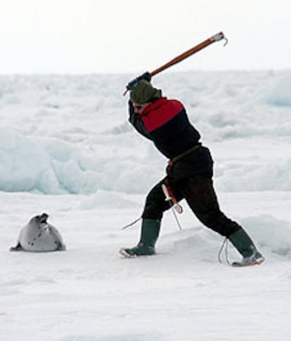 Un cazador de focas se dispone a golpear a un animal ayer en Canadá.