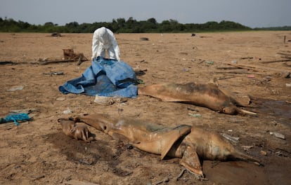 A researcher from the Mamiraua Institute for Sustainable Development recovers the bodies of two pink river dolphins, in Lake Tefé, on October 2, 2023.