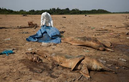 Un investigador del Instituto Mamiraua de Desarrollo Sostenible recupera los cuerpos de dos delfines rosados del Amazonas, el 2 de octubre de 2023 en el lago Tefé.