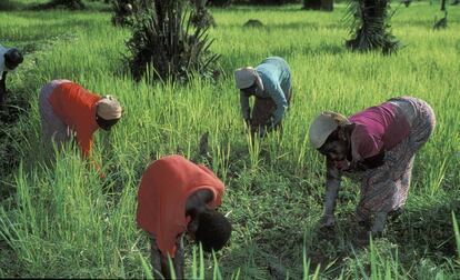 Un grupo de mujeres trabaja la tierra en Ghana.