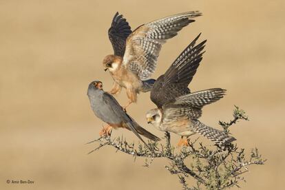 El israelí Amir Ben-Dov pasó muchos días observando la extraña relación entre estos tres halcones de patas rojas. El macho, gris, y las dos hembras, más claras, estaban en continua compañía. Con la fotografía Amir ha conseguido el premio a la mejor imagen de pájaros en el concurso.