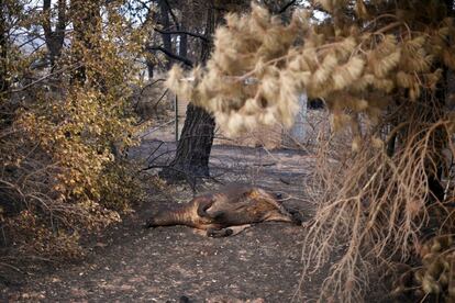 Una res muerta en una granja después de incendios forestales en Batlow, en el Estado australiano de Nueva Gales del Sur el 8 de enero. Miles de voluntarios se han volcado para ayudar a los animales de su entorno y dejan agua y alimento a su alcance o los transportan a los hospitales.