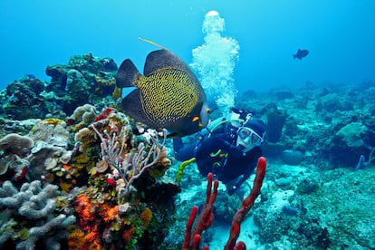 Buceadores en el arrecife de coral de Cozumel.