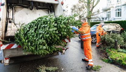 Un empleado de limpieza municipal recoge un abeto navideño tras el fin de las fiestas en Hamburgo.