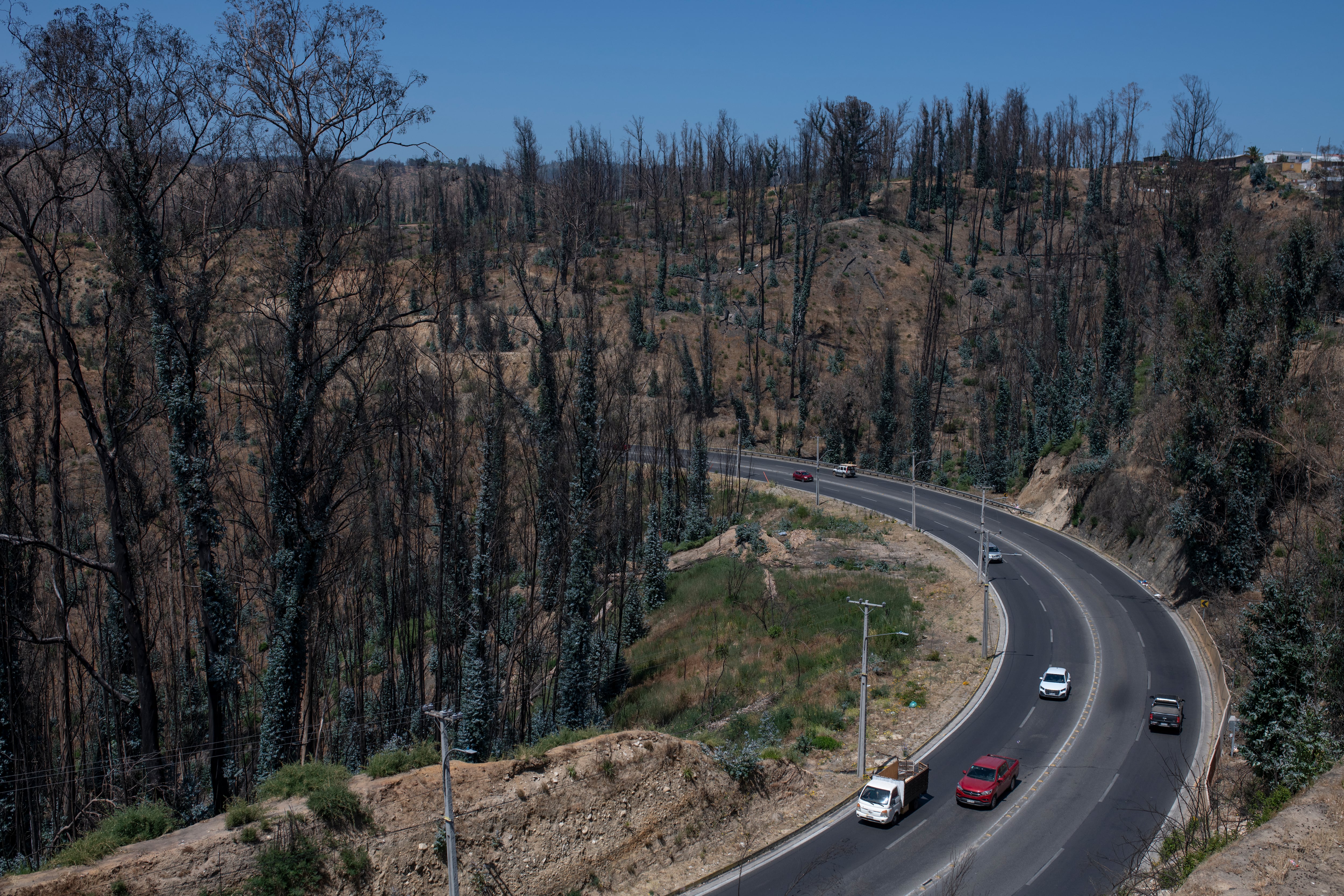 El área dañada del Jardín Botánico de Viña del Mar, después del incendio, el 11 de diciembre de 2024. 