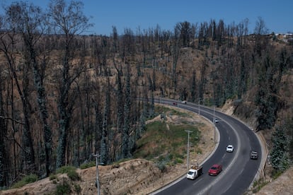 El rea da?ada del Jardn Botnico de Vi?a del Mar, despus del incendio, el 11 de diciembre de 2024. 