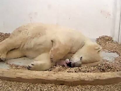 La osezna polar, junto a la boca de su madre, el pasado 7 de diciembre, el día de su nacimiento.