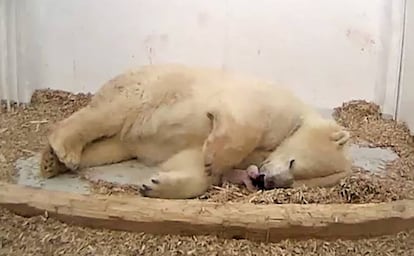 La osezna polar, junto a la boca de su madre, el pasado 7 de diciembre, el día de su nacimiento.