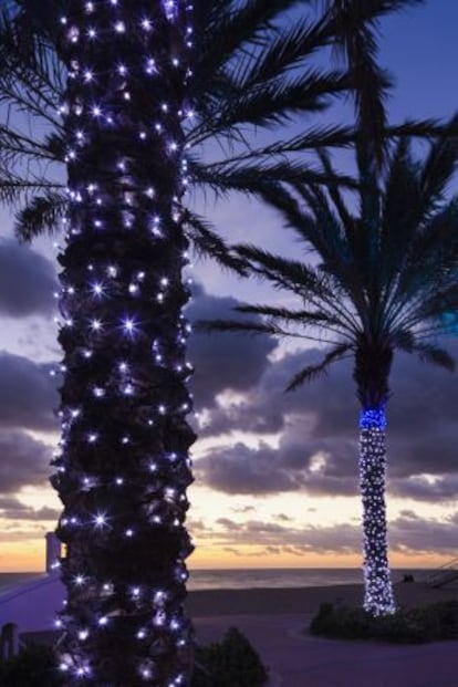 Palmeras adornadas en la plauya Fort Lauderdale, en Florida (EE UU).