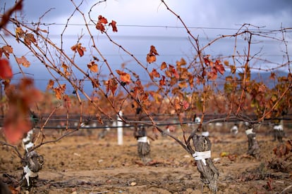 Mejorar y alargar la vida de las plantas es una de las prioridades de Marqués de Riscal, que cuida sus viñedos más antiguos.