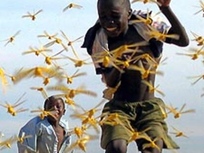 Las langostas invaden Dakar