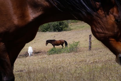 A lo lejos, Paloma y Cronos, caballos adoptados por Páez.