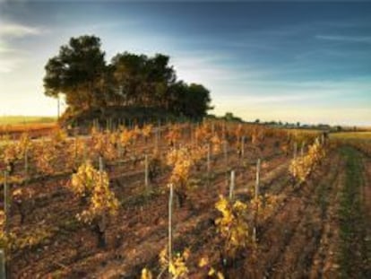 El cultivo biodinámico de Recaredo tiene en cuenta el calendario lunar, con lo cual consigue cavas más expresivos y honestos con el paisaje.