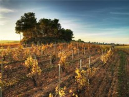 El cultivo biodin&aacute;mico de Recaredo tiene en cuenta el calendario lunar, con lo cual consigue cavas m&aacute;s expresivos y honestos con el paisaje.