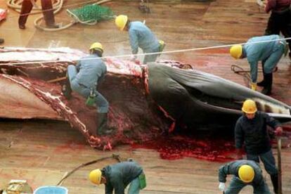 Una ballena mink capturada por un barco ballenero japonés en 2000.