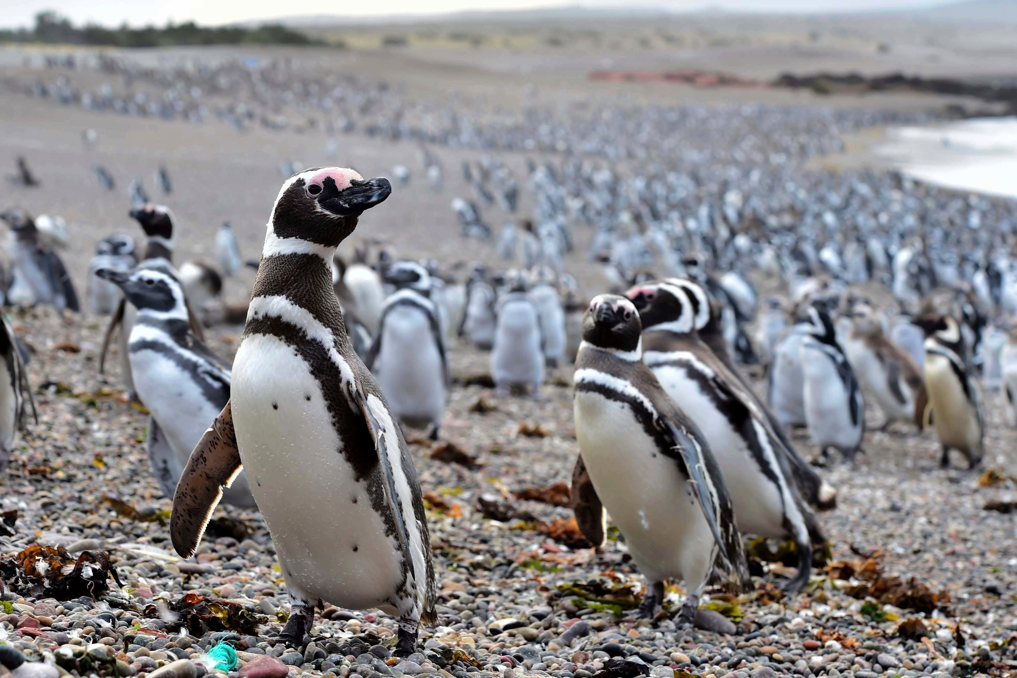 El creciente problema de los microplásticos en pingüinos, aves marinas y almejas de la Antártida