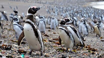 Pingüinos de Magallanes en Punta Tombo, en la Patagonia Argentina, en 2017.