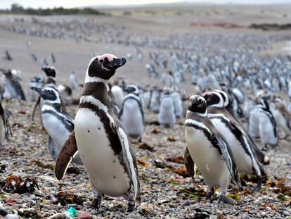 Pingüinos de Magallanes en Punta Tombo, en la Patagonia Argentina, en 2017.