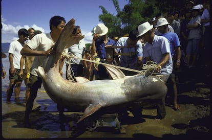 Siluro gigante pescado en el río Mekong.