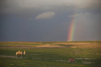 A camel stands in an open field as rainbow appears in a cloudy sky over the southern Israeli Beduoin village of Rahat, Wednesday, Feb. 10, 2016. (AP Photo/Oded Balilty)