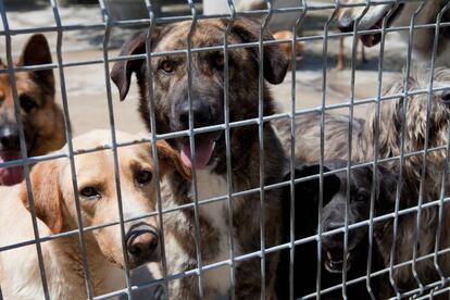 Varios perros en el refugio de la SPAP.