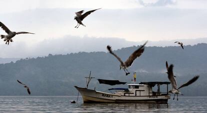 Gaviotas a la espera de las capturas del día.