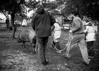 'A todo San Martín le llega su cerdo', a la que pertenece esta serie, fue distinguido con el LUX Oro en la categoría Documental.